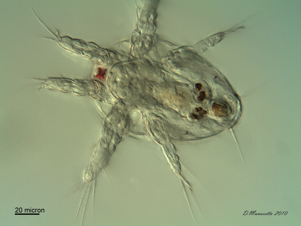 Nauplio di Copepode